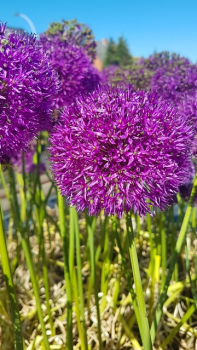 Allium aflatunense "Purple Sensation" - (Kugel-Lauch "Purple Sensation"),